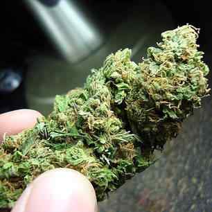 Grapegum Ripper seeds